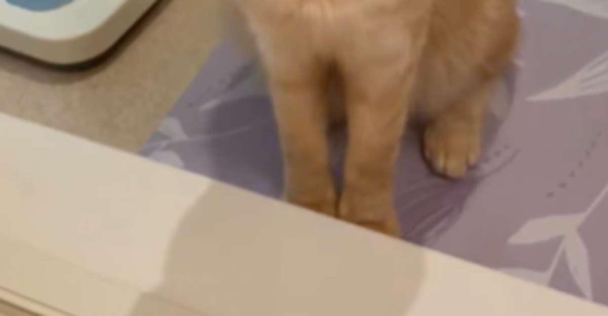 風呂キャン6年の“ベテラン猫”、飼い主の入浴を全力で引き止める⇨「猫がおっしゃることには従っておけ」