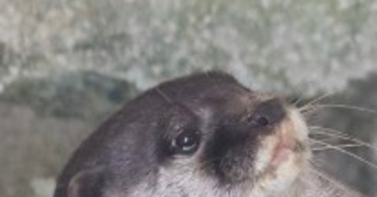 コツメカワウソの「おねがい♡」ポーズがあざとすぎる。「何でも聞いちゃうよ」「ディズニーみがある」