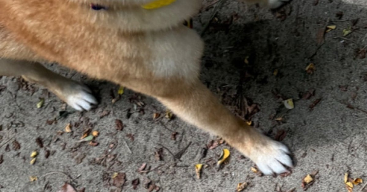 初めて超大型犬を見た柴犬。完全に怯んだ表情に「絶望の顔」「進撃の巨人と遭遇した時」と反響