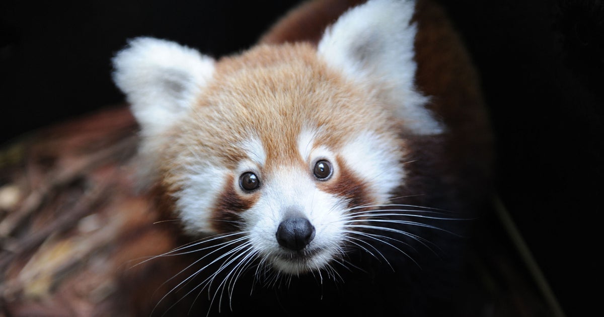 レッサーパンダの赤ちゃん2頭、すやすや眠る姿が「たまらん」「天使すぎ」と大反響。一般公開は10月ごろ【福井県鯖江市西山動物園】