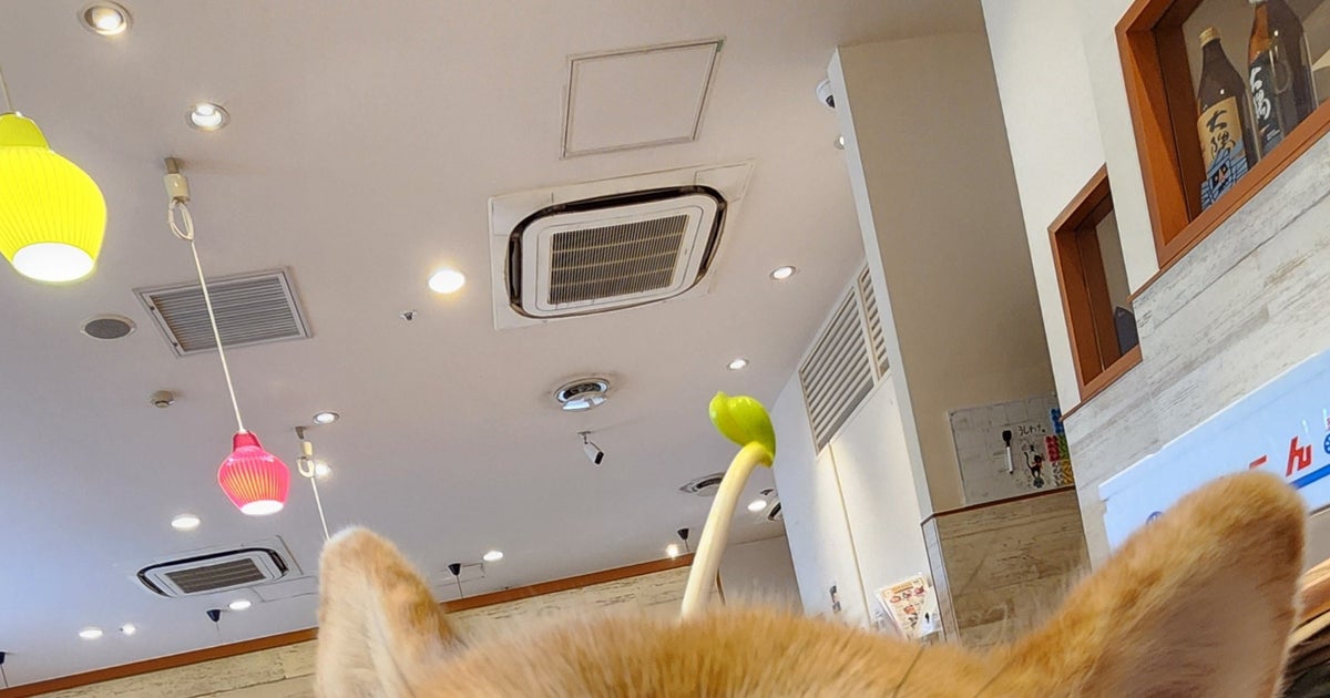 犬同伴OKな焼肉屋で入店後すぐに爆睡する柴犬に爆笑。「焼肉屋で即寝www 」「ぇぇえーいい匂いしない？」