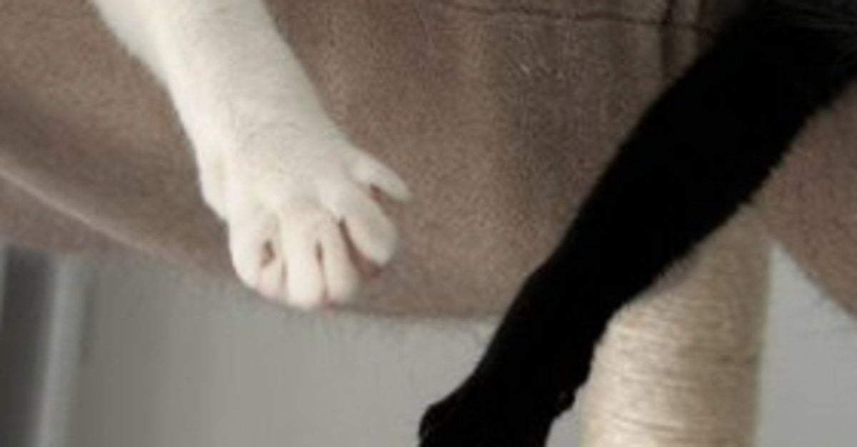 キャットタワーを見上げたら、きょうだい猫がまさかの姿に…⇨「見事なシンクロニャイズド！」「この演技、宇宙一ですよ」