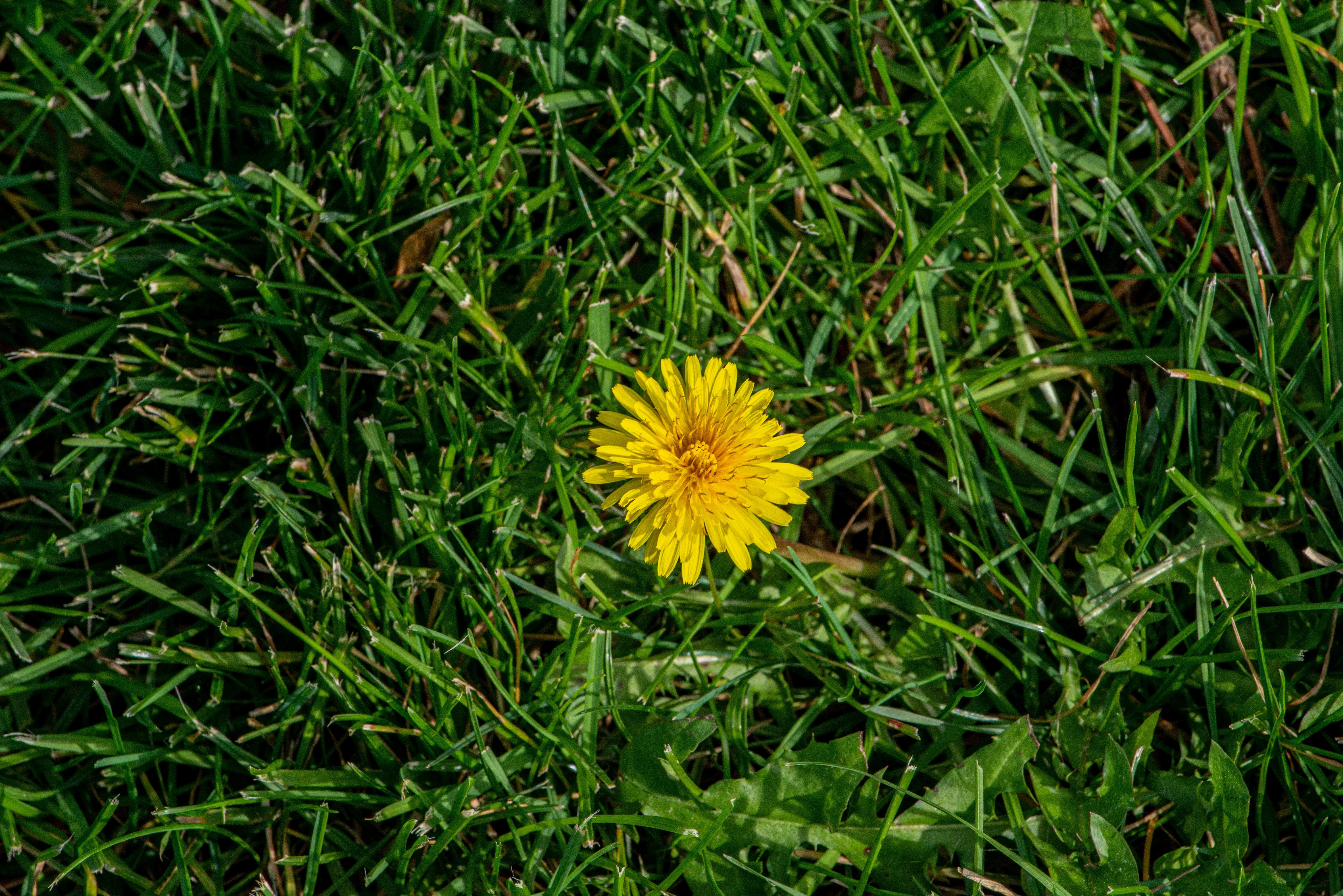 The 7cm Grass Rule Firefighters Say May Help Fireproof Your Garden