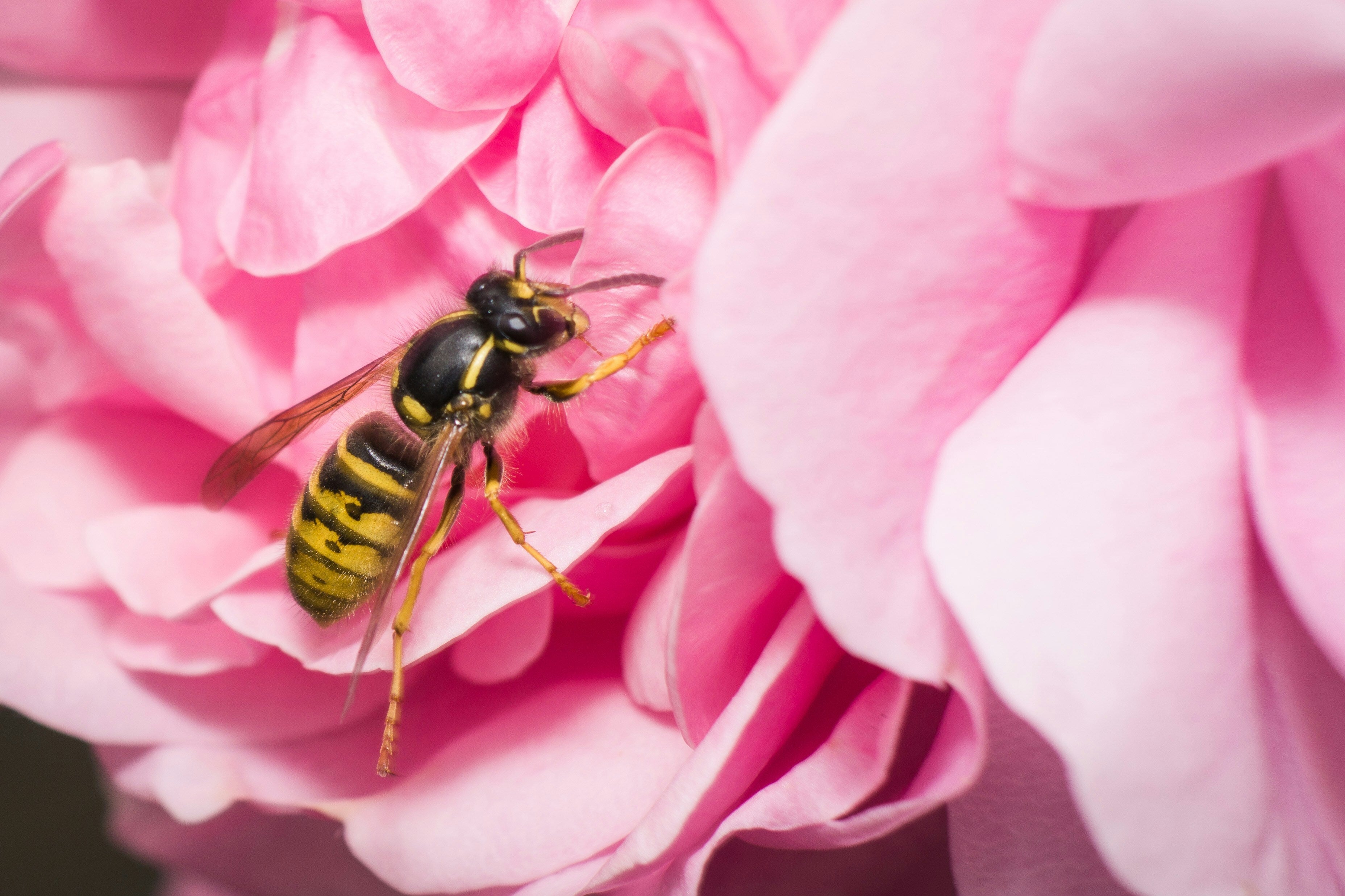 The Best Colour To Wear To Wasp-Proof Your Wardrobe