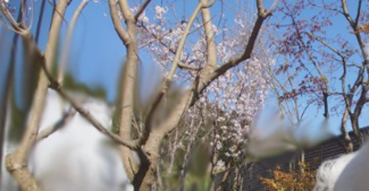 “シャツ泥棒”の愛犬が大ジャンプ⇨瞬間を捉えたショットに「洗剤のCMオファーが来そう！」「躍動感半端ない」の声