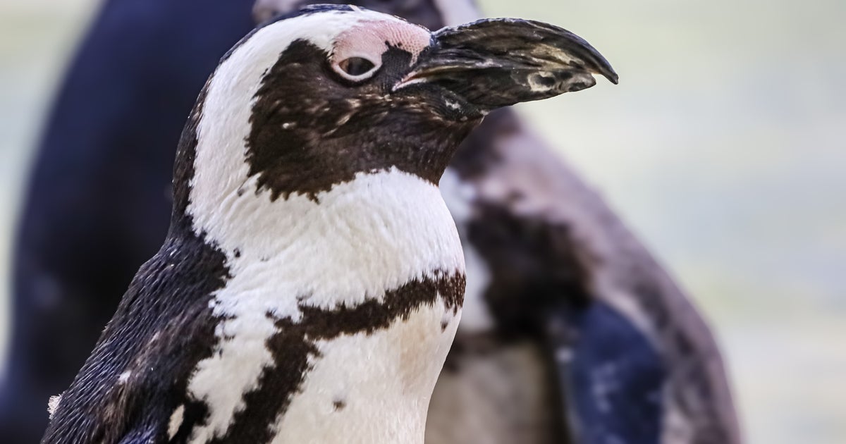 「水の中を飛ぶペンギン」がSNSで話題⇒美しすぎるフォームに「影が飛行機そっくり」と反響