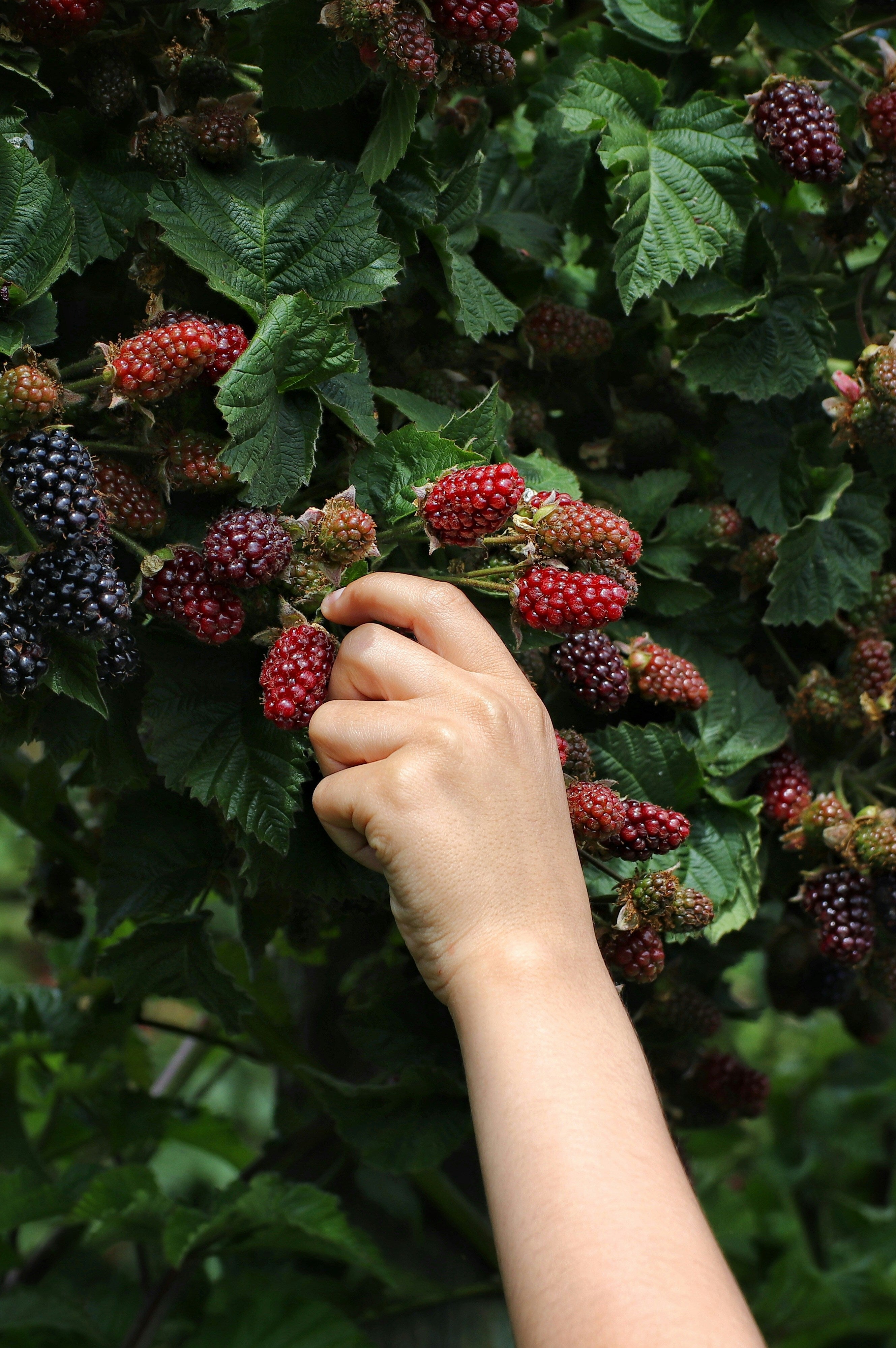 huffingtonpost.co.uk - Amy Glover - 13 Everyday Foods And Drinks Linked To Healthy Brain Ageing