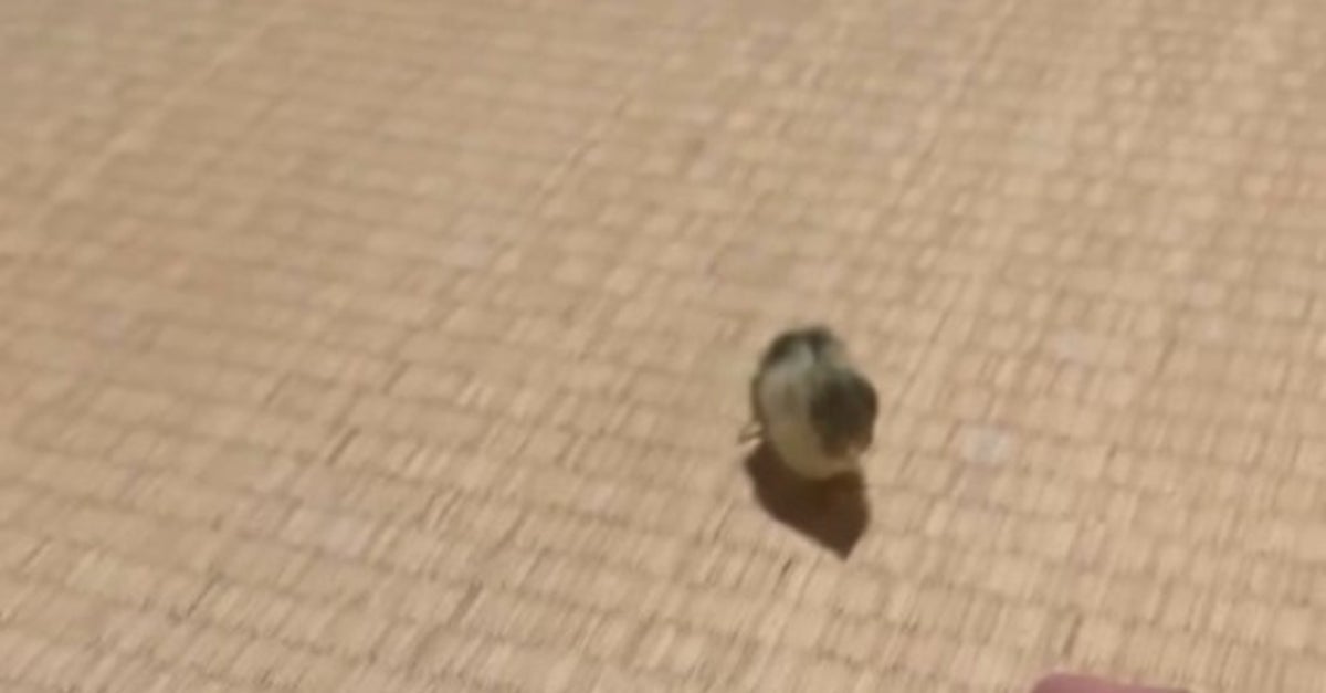 生後3日のウズラの雛⇨飼い主を目掛けて全力ダッシュする姿に「小さい天使」「こんなに懐くの!?」
