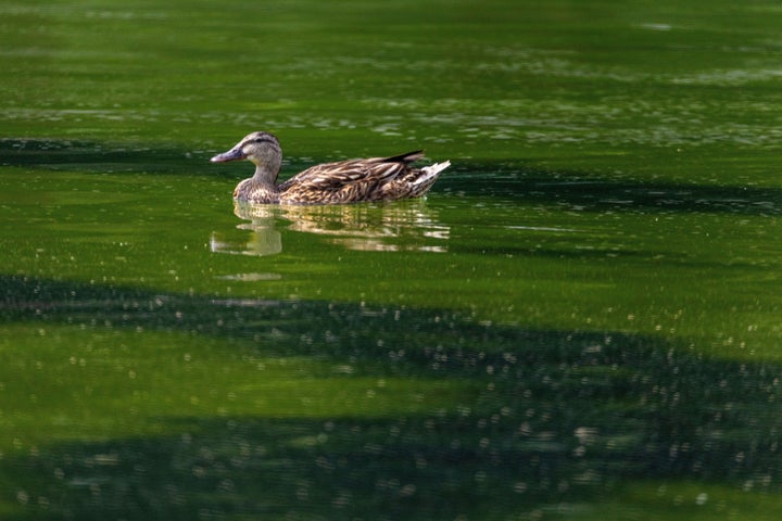 A duck swims in the Lincoln Memorial Reflecting Pool after algae began to bloom June 14 in Washington, D.C. 