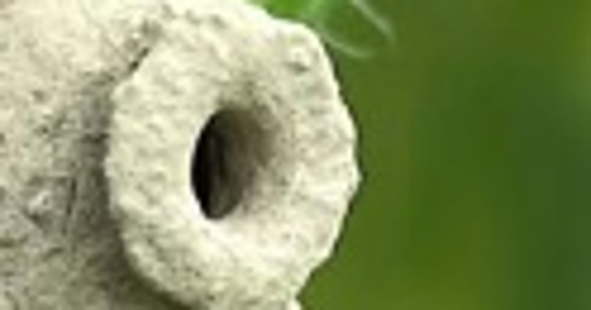 雑草についた“謎の小壺”、いったい何?⇨「まさに自然の芸術」と驚きの声続々