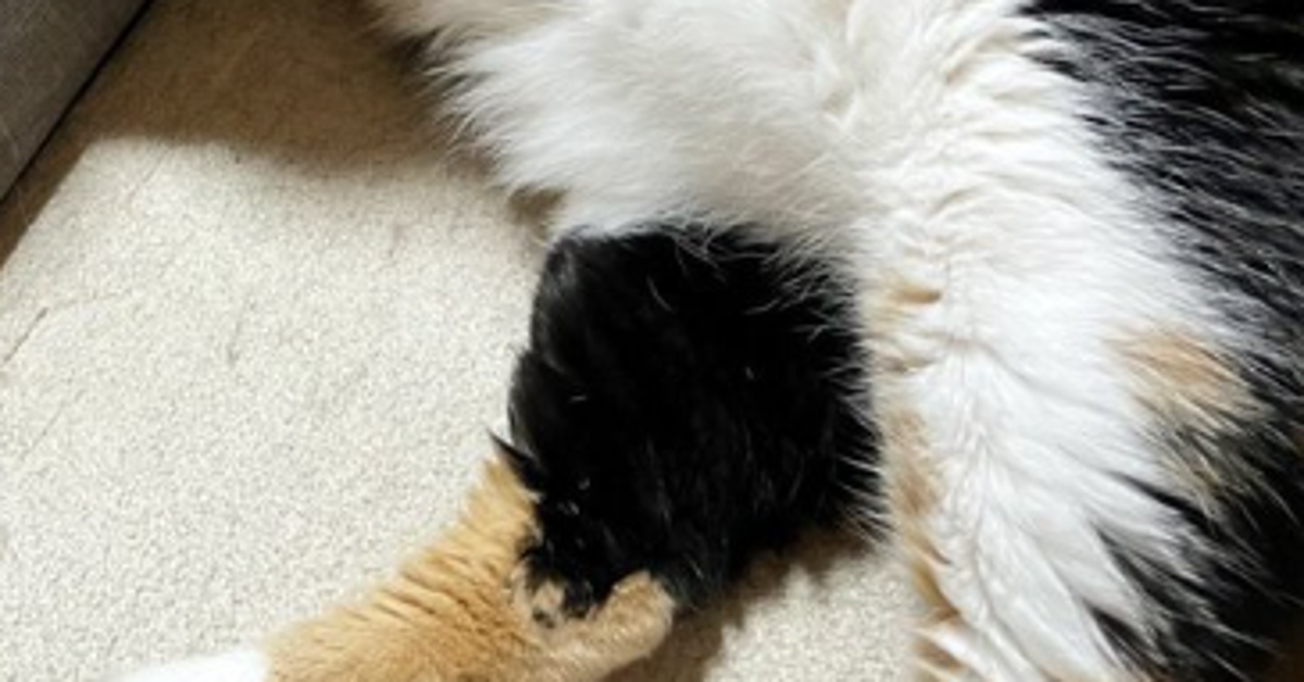 飼い主のお尻にもたれる猫⇨写真を見返すと…「臭そうにしてて草」「鼻押さえてる?」と大爆笑