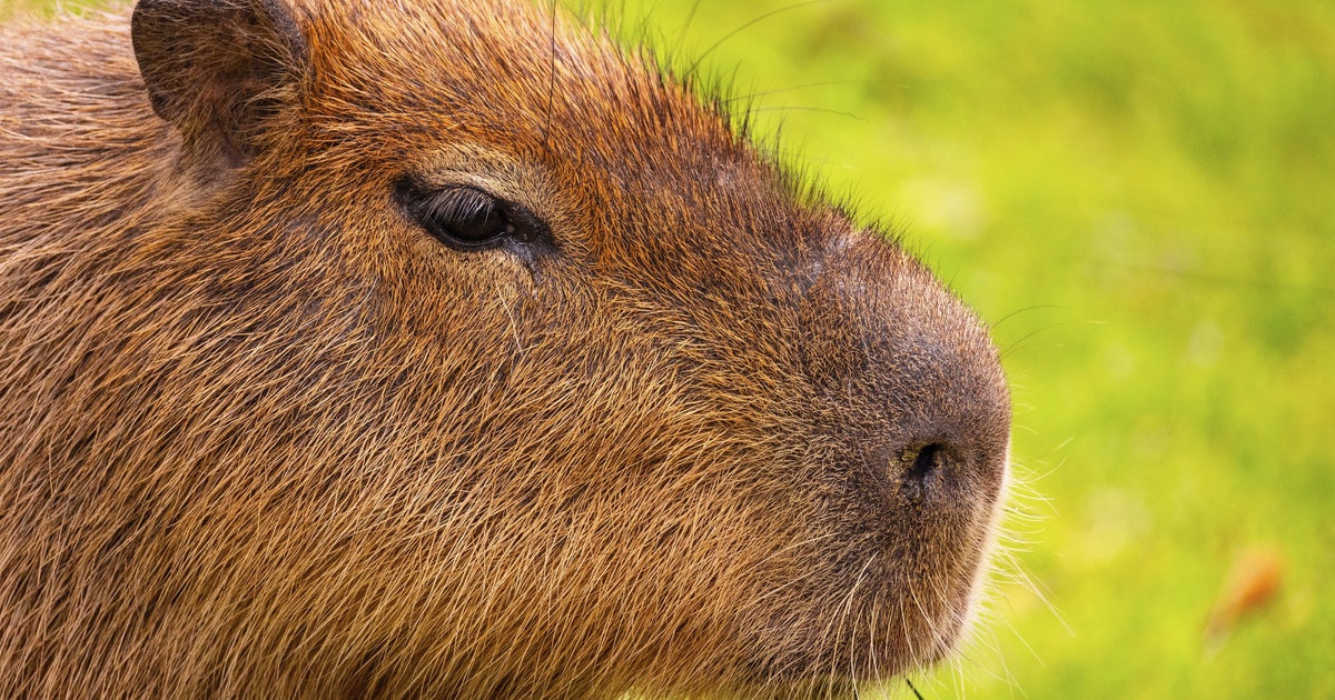 千葉・市川市動植物園で人気の「カピ桶」⇨「温泉に入る人間」みたいなカピバラに「まったり顔」「かわいい」の声