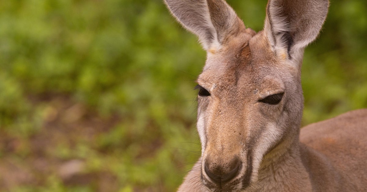 カンガルー、食後のひとときに爆笑「中におっちゃん入ってない?」「自由気まま」