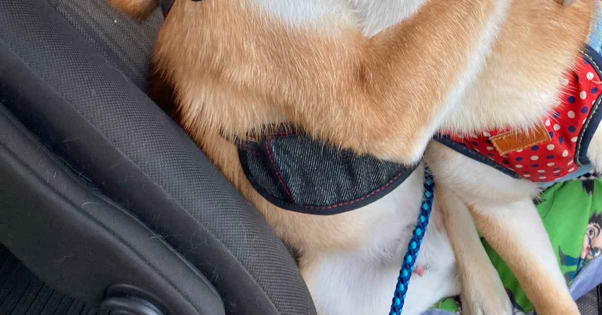「車内ですよ」助手席で“大揉め”する柴犬たちに爆笑「緊迫感がエグい」「すんげえ剥いとる」