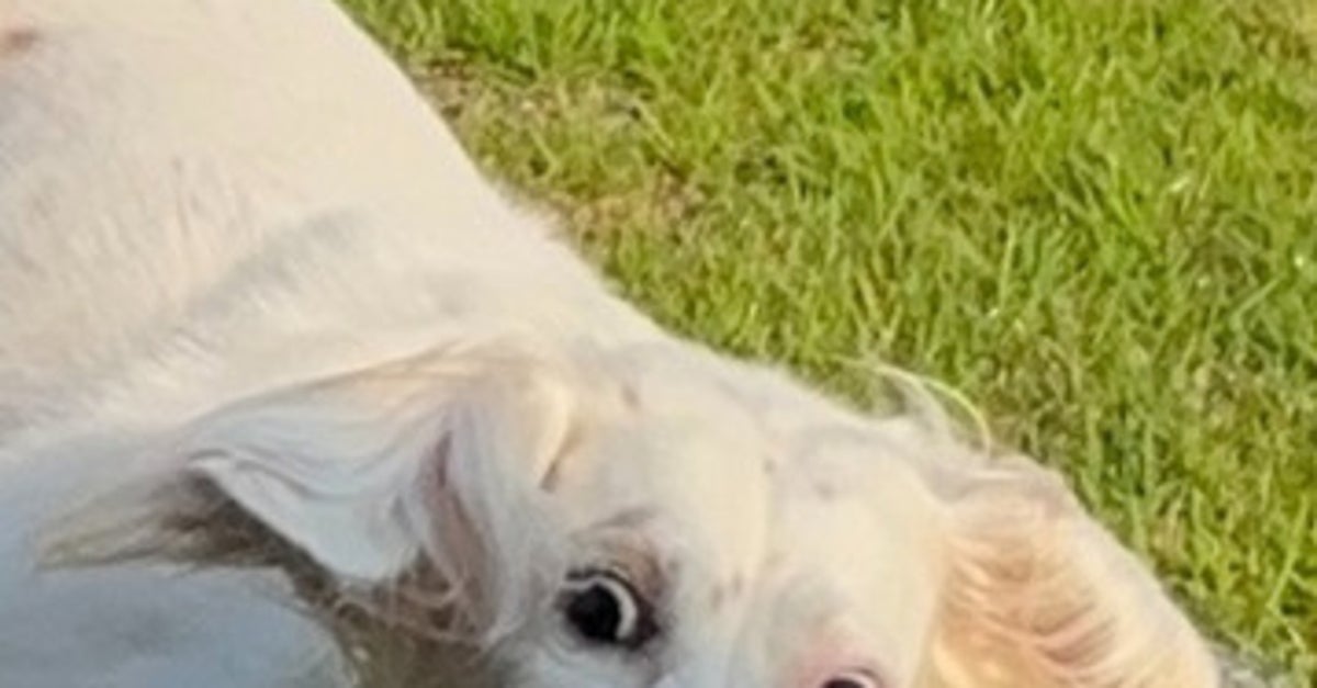 愛犬が楽しくなりすぎた結果...⇒「バイオハザードw」「躍動感がスゴい」と爆笑