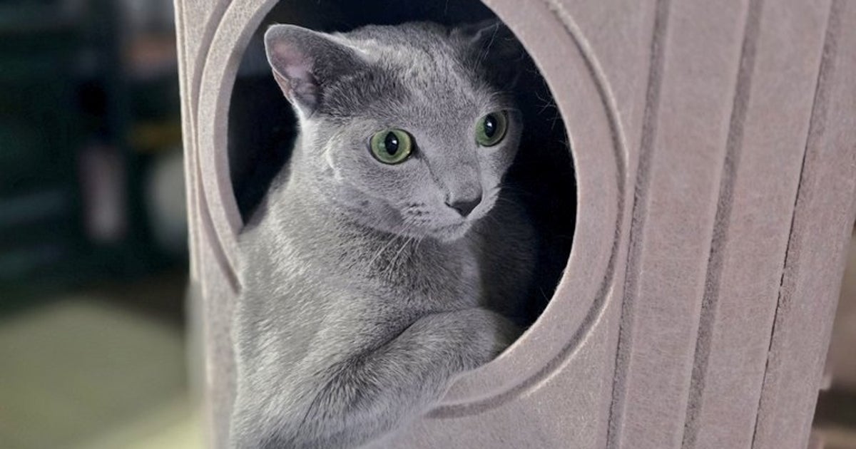 どう見ても“フライドチキン”な猫の寝相⇨「とてもチキン感ある」「可愛いターキーレッグ」の声