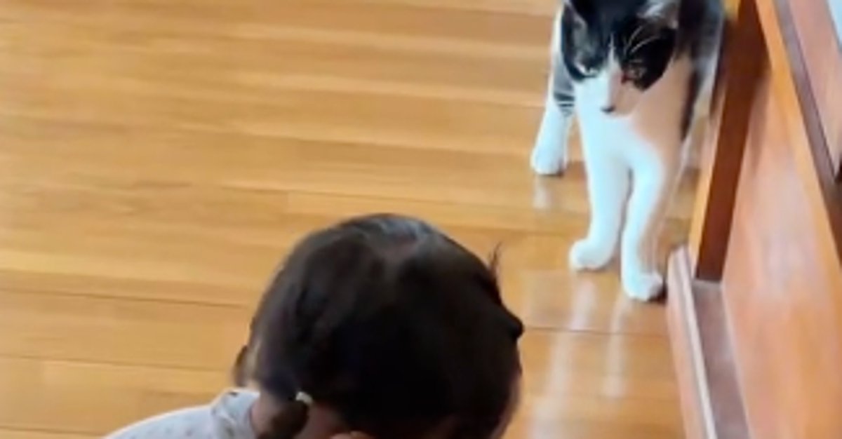 2歳児のお手伝いが“人生1周目”すぎる⇨「全てが愛おしい」「今日イチの動画」と反響