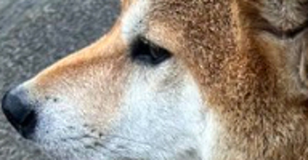 愛犬が「拒否柴」を発動した場所、意外すぎる！⇨「バランス感覚が最高」「強い意志を感じる横顔」と爆笑