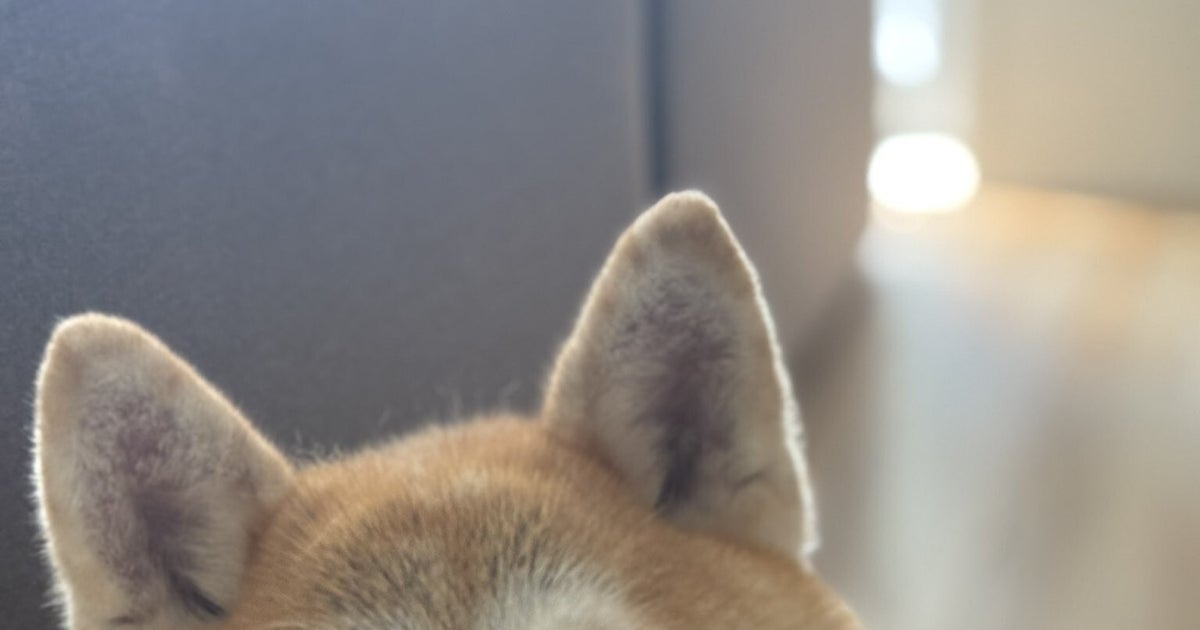 飼い主の「お手」に柴犬がとった行動がメロい!⇨「あざとい?」「お手よりもさらにサービス!」と反響