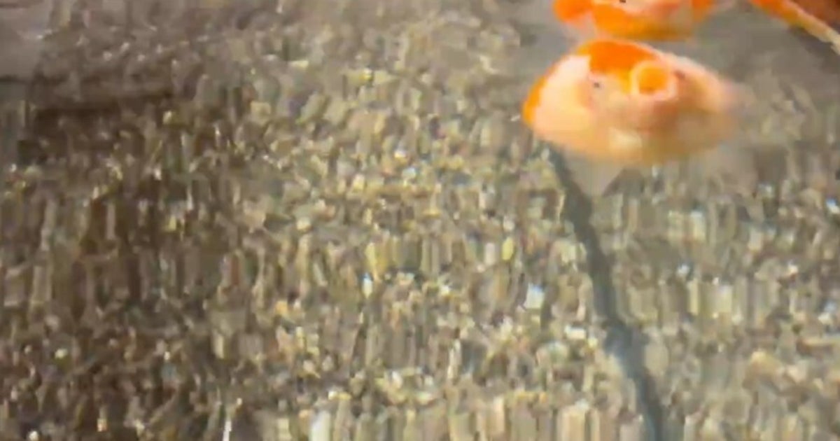 エサをねだる水槽の金魚たち⇨口パクパクで“隊列変更”する様子に「見事なフォーメーション攻撃」の声