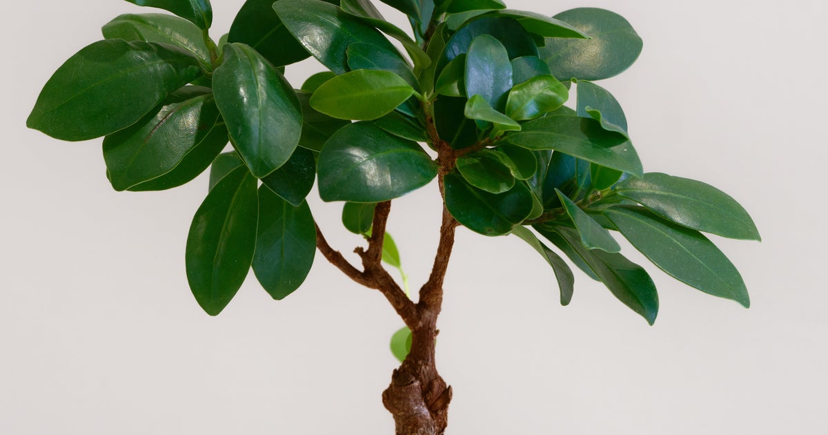 人気歌い手、自宅にある「逃走しそうな観葉植物」に14万「いいね」⇒「忍び出してる！」「少しずつ進んでそう…」の声