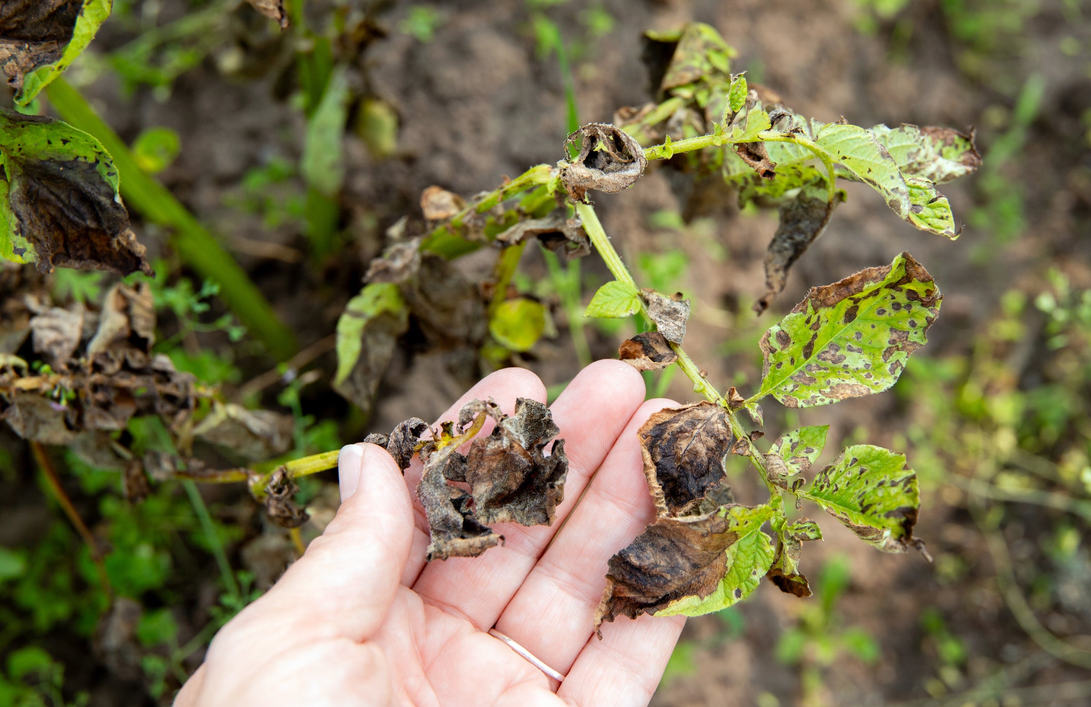 Monty Don's July Warning For UK Gardeners Could Save Your Veg