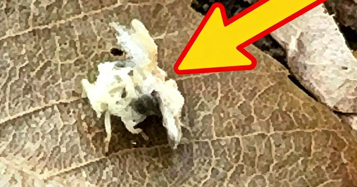 その白いフワフワ、全国で被害拡大中の害虫です。人の生活をおびやかす「身近な外来種」3選