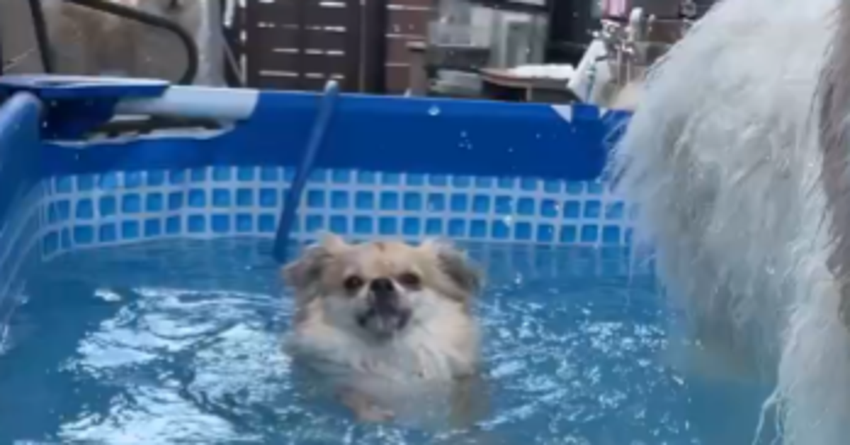 プールで泳ぐ犬、“あること”に気づいた瞬間に「顔おもろすぎる」「最後のｽﾝ…まで可愛すぎ」と6.5万いいね