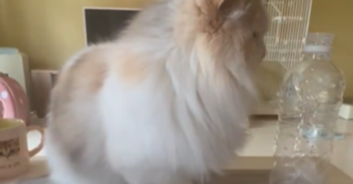 猫と飼い主の“謎の遊び”が成立⇨「これで1日潰せる自信ある」「代わってもらえませんか」と5.6万いいね