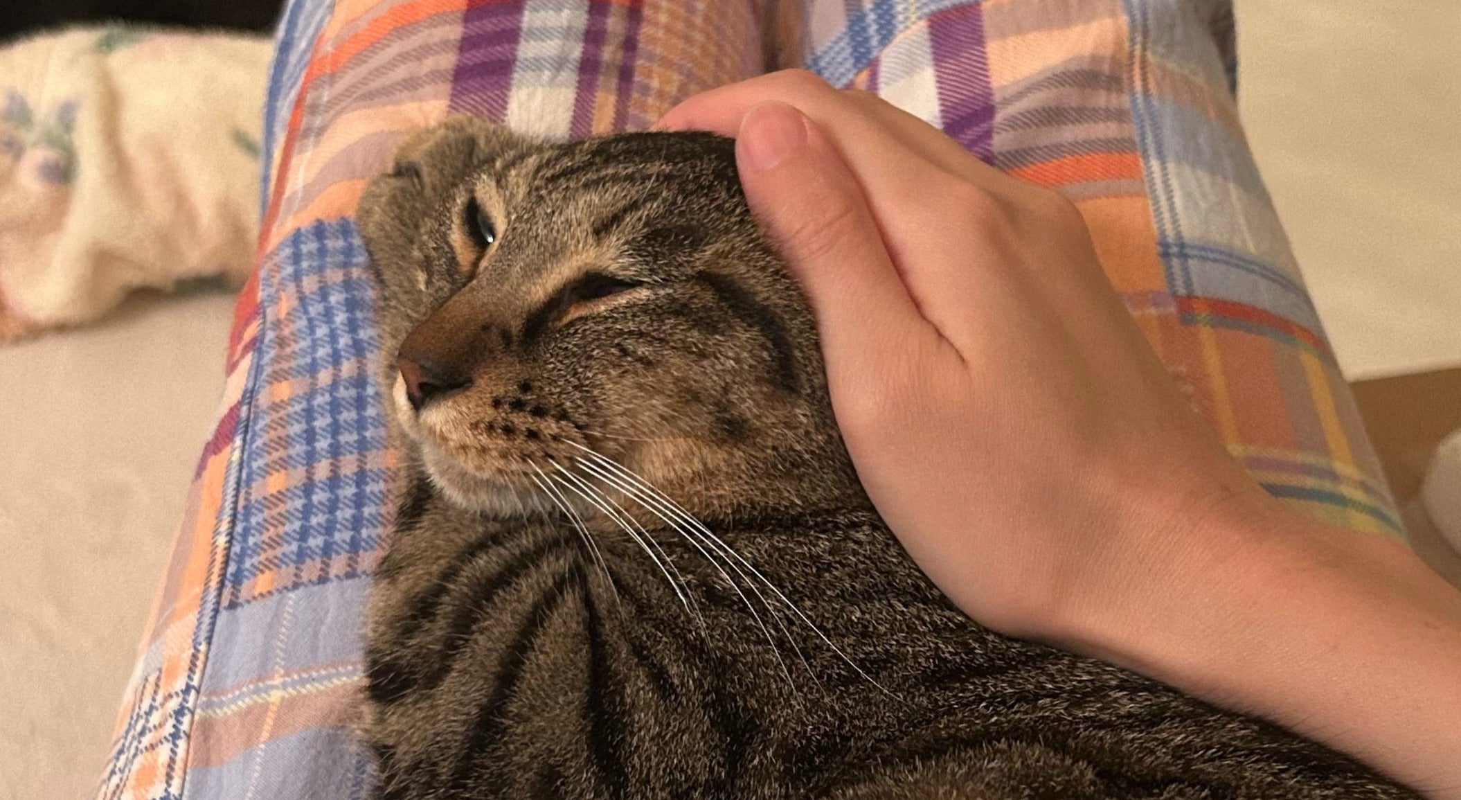 撫でられ待ちで「形状記憶」状態になった猫。「最高に可愛い!」「愛しい形」と7.9万「いいね」の反響