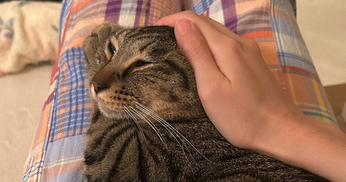 撫でられ待ちで「形状記憶」状態になった猫。「最高に可愛い！」「愛しい形」と7.9万「いいね」の反響