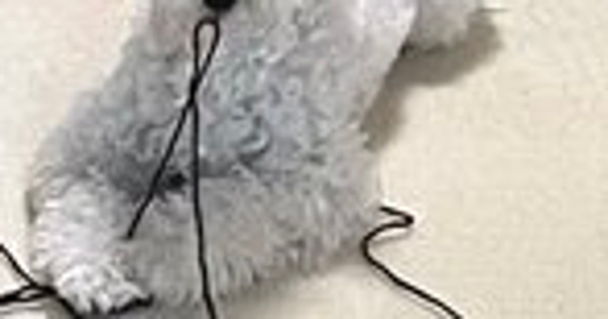 飼い主が目を離した隙に…豪快に遊んだ子犬のやりきった顔「毛糸が毛糸にいたずらしてる」