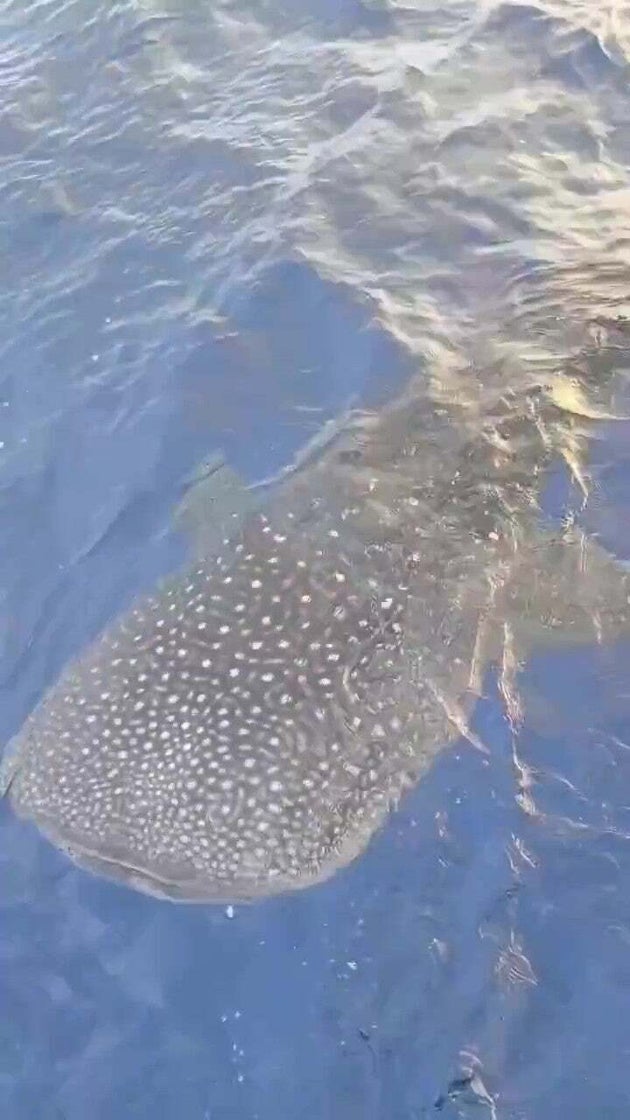 船に近付いてくるジンベエザメ