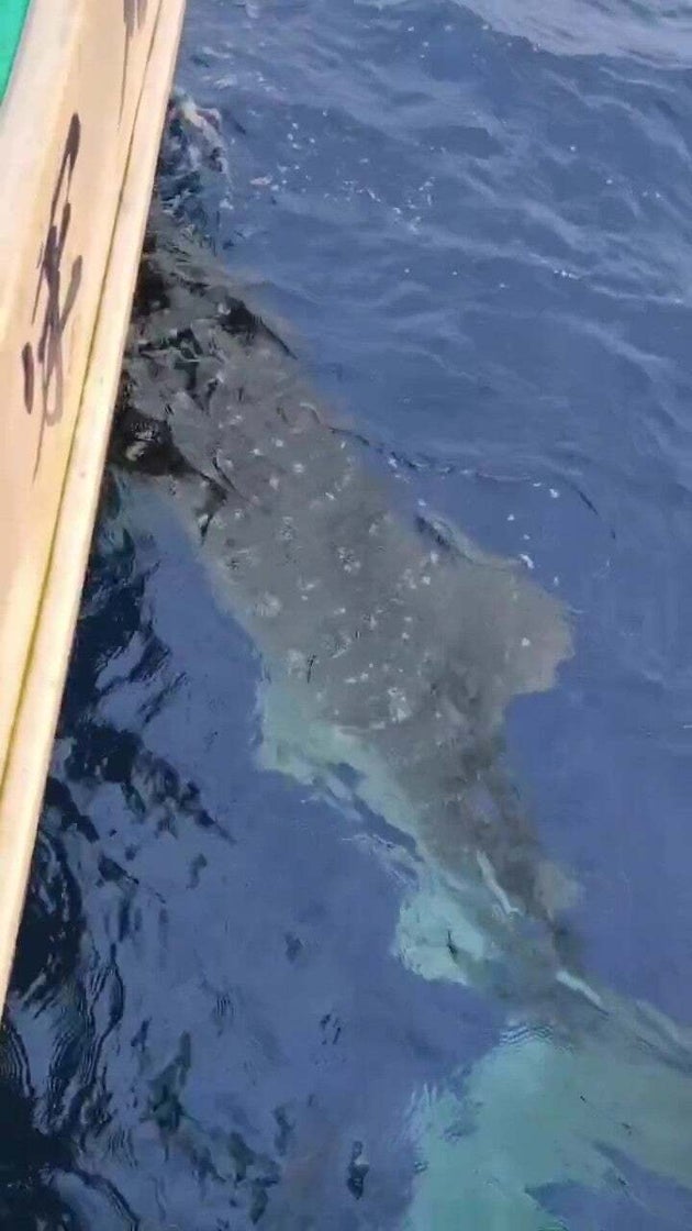 船の下へと潜るジンベエザメ