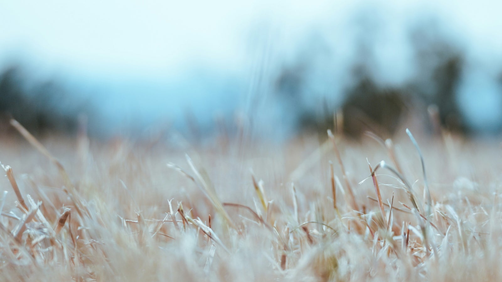 Drought Has Been Declared In Parts Of The UK – Here's How It May Impact You