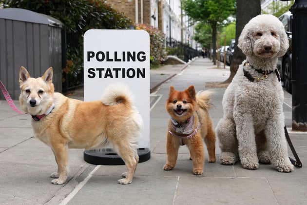 Dogs outside a polling station in London on the day of the May 7 elections.