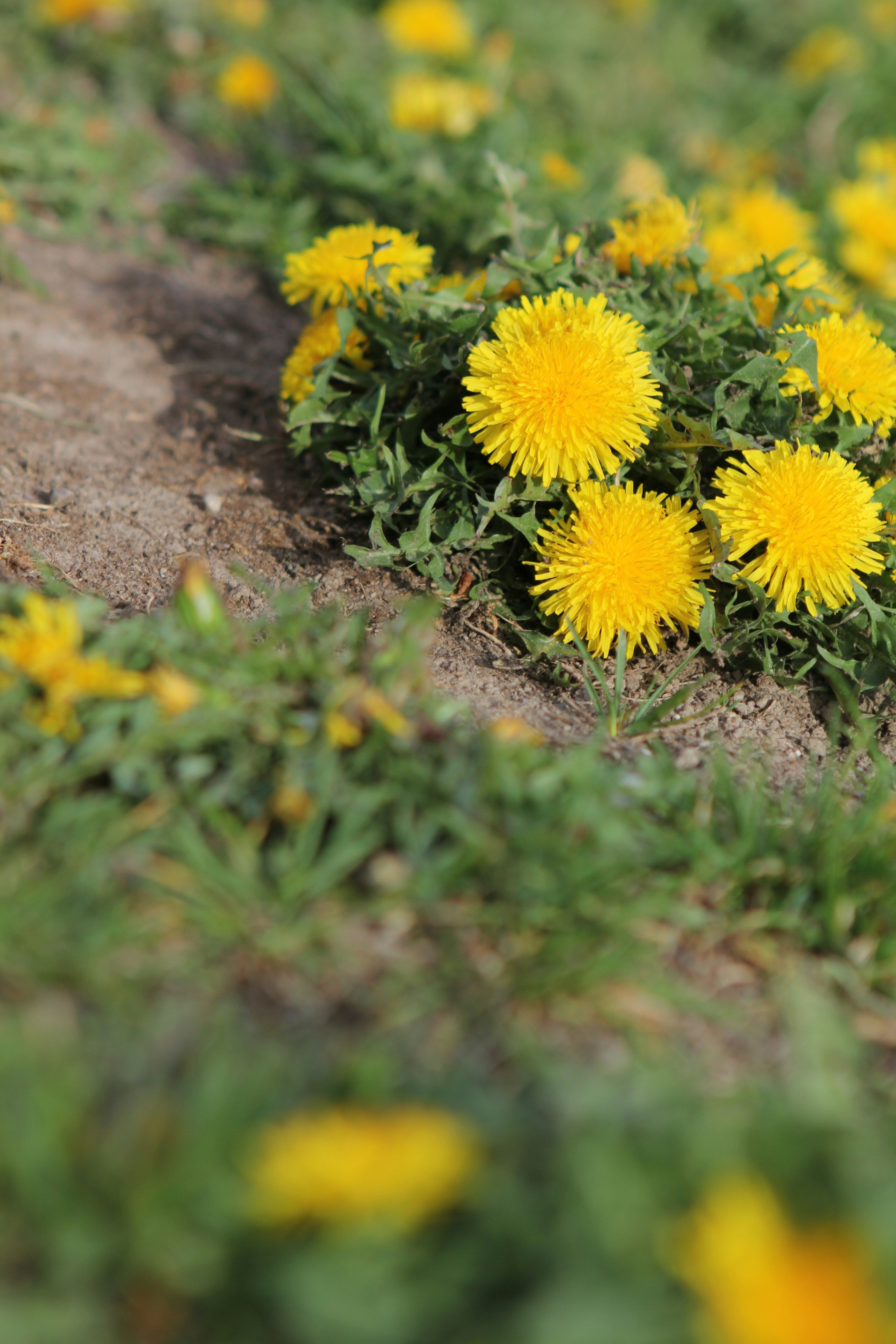 Is Drought Creeping In? Look For These 8 Indicator Weeds