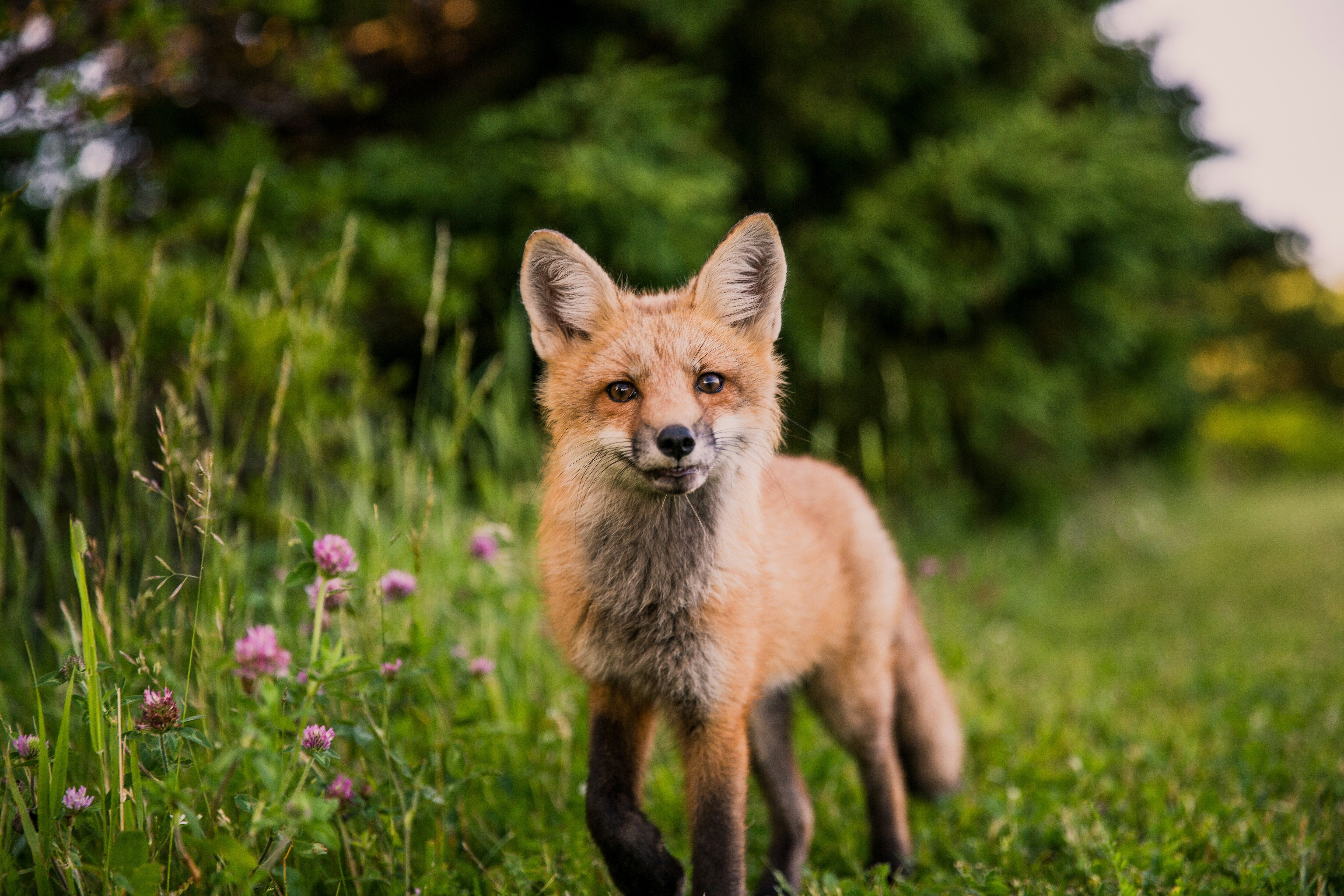 The Heartbreaking Reason You Should Never Befriend A Fox