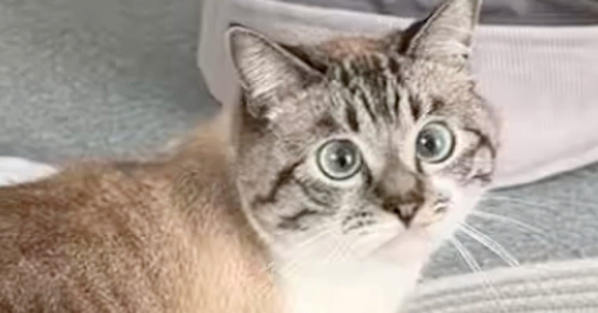 猫じゃらしで遊ぶ猫、まさかの“ミラクル”連発に爆笑⇨「すべて計算の内？」「隠れたつもりなの可愛すぎ」