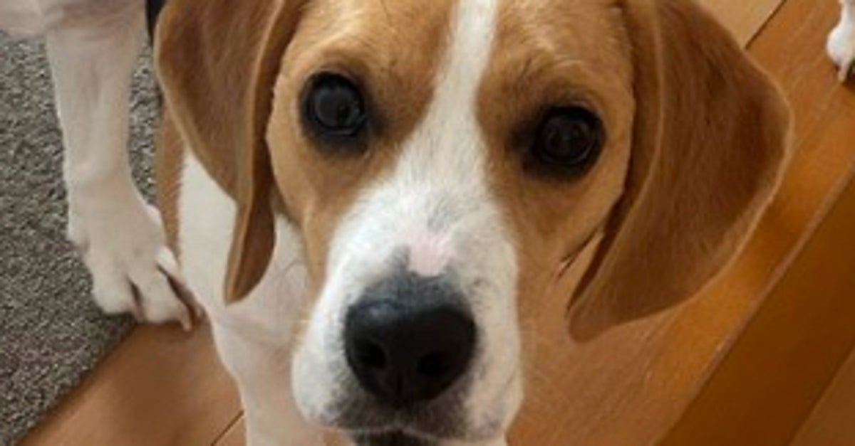 5匹のビーグル犬、おやつを手にした途端...⇨揃いのポーズに「期待の眼差し！」「たまりません」と反響