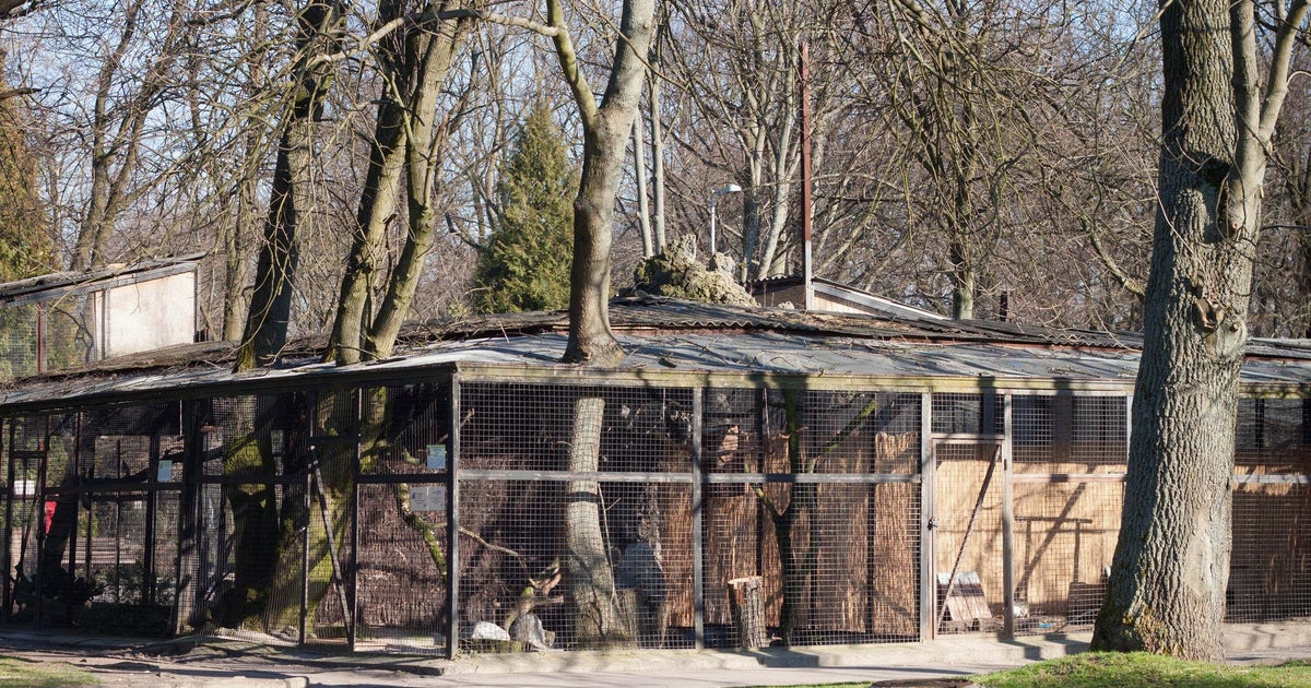 動物園にヒナが落下。近づいた1頭のサルが……→“その後の行動”にネット「貴重な瞬間」「思わず涙が……」 米