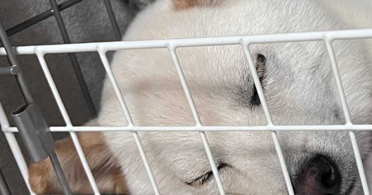 気持ちよさそうに寝ている犬が...枕を見て驚愕「ニヤけちゃう」「まさかの仰向け」