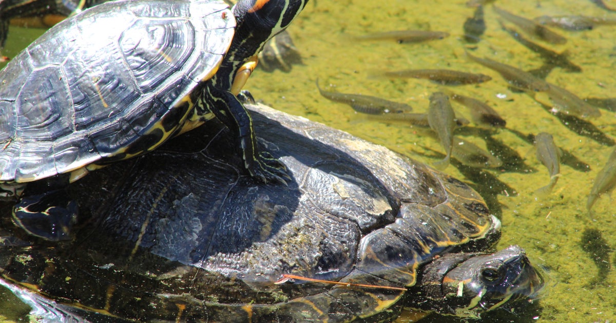 カメの背中に乗った小さなカメ、まさかの“水没劇”⇨“下カメ”の頭脳プレーに「必殺！カメ落とし」の声