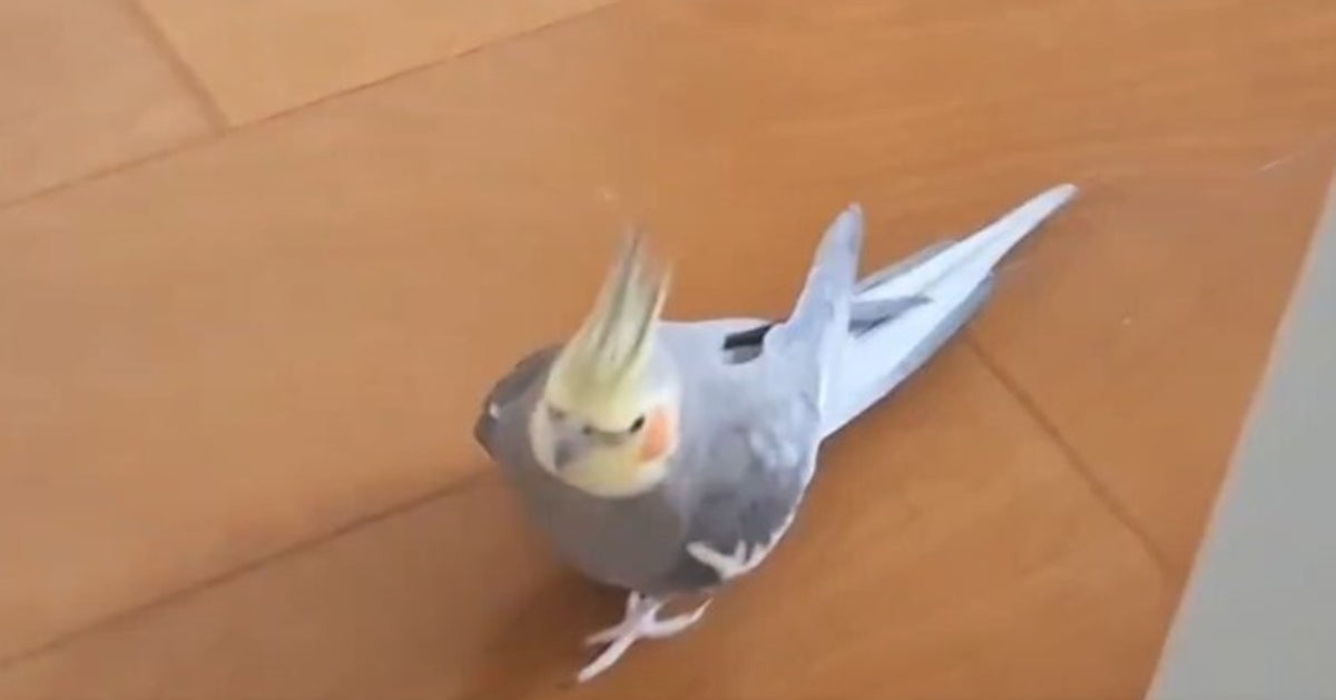 「落としたスマホを拾って」オカメインコが賢すぎるお願い⇒「これやでと言ってる」「なんてお利口」と称賛の声
