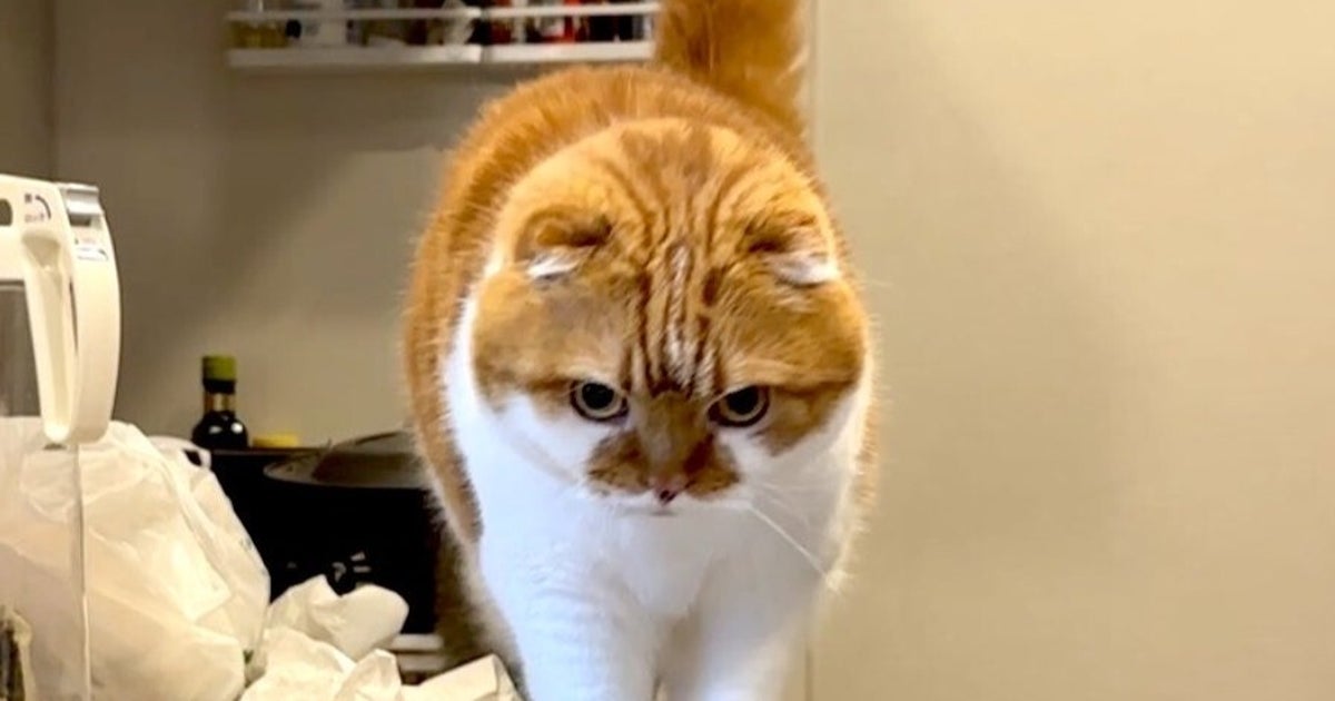 「この中に猫が2匹います」⇨超難解な1枚に「これは難しい…」「激細になった！？」と反響続々