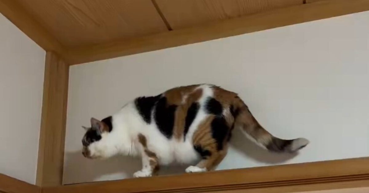 猫がムーンウォーク？器用な足さばきに「マイケルじゃん」と絶賛の声