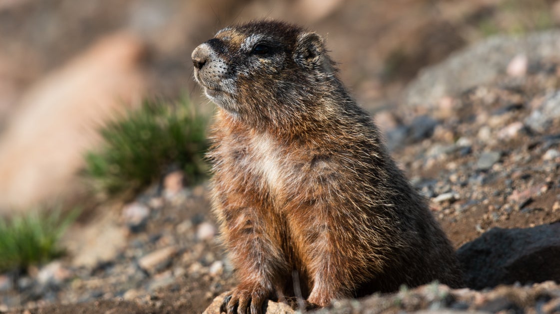 Colorado Researchers Use OnlyFans to Fund Long-Term Marmot Study