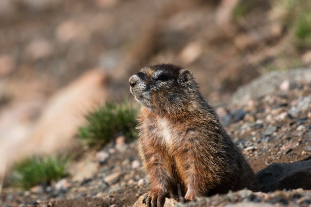 Researchers at the Rocky Mountain Biological Laboratory, who study yellow-bellied marmots, are seeking funding from a new source: OnlyFans.