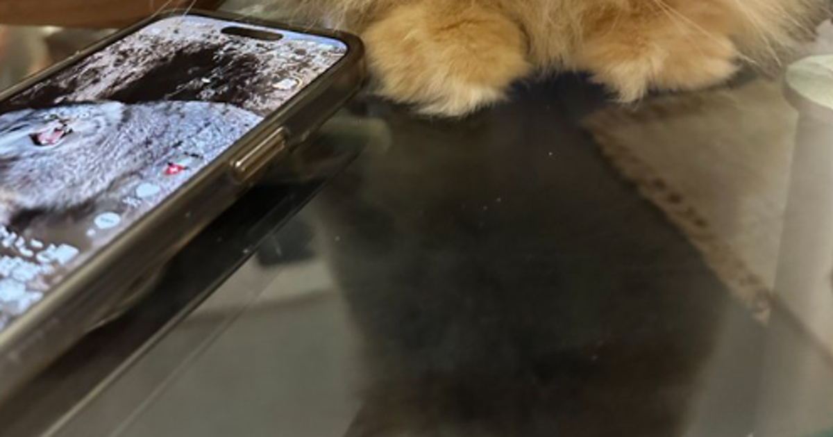 妻が“他の猫”を可愛いと言うとうずくまる愛猫⇨「哀愁感いっぱい」「あなたの方が可愛いよ」と5.7万「いいね」
