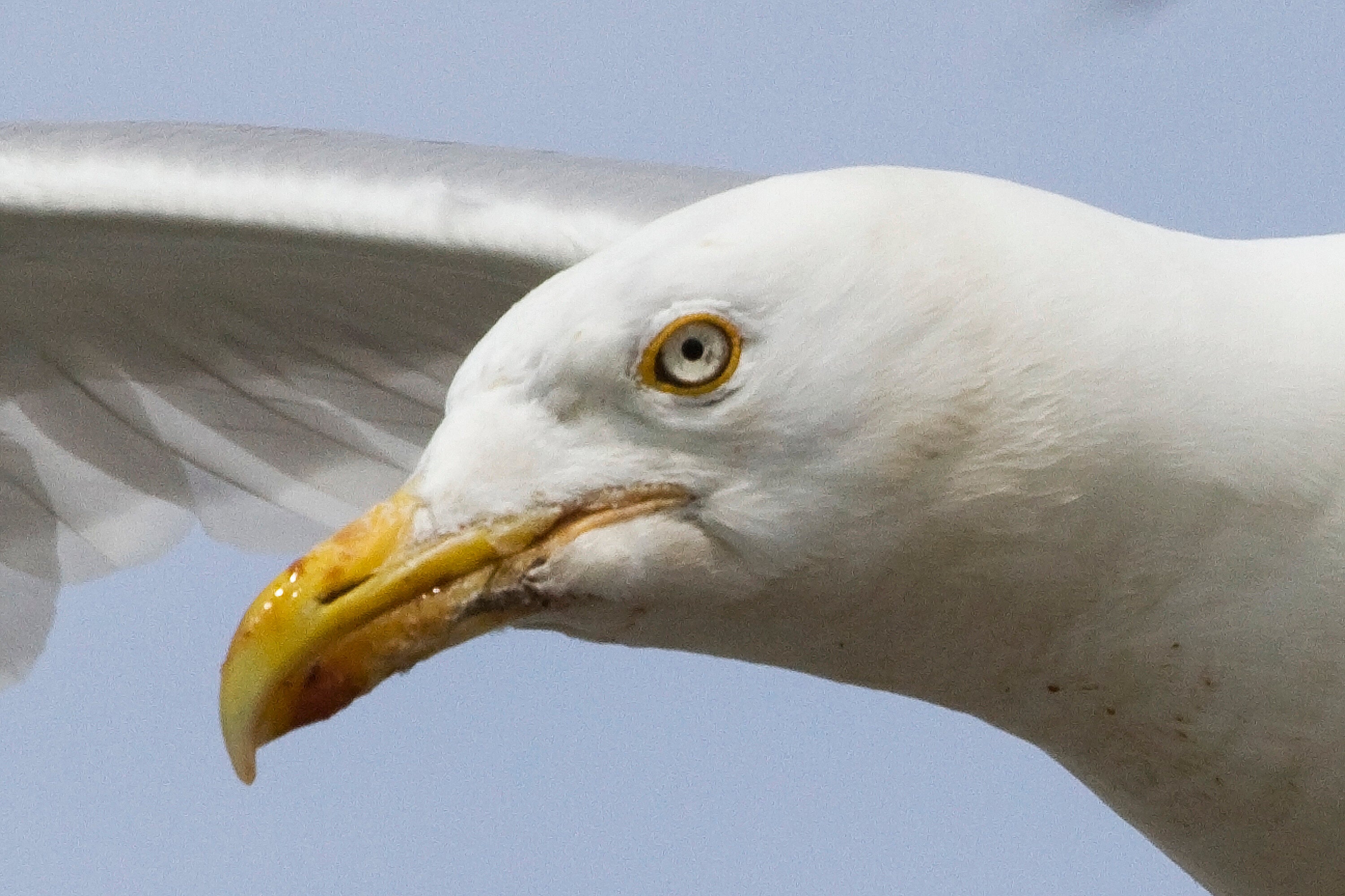 Scientists Discover Unusual Trick To Stop Seagulls From Stealing Your Chips